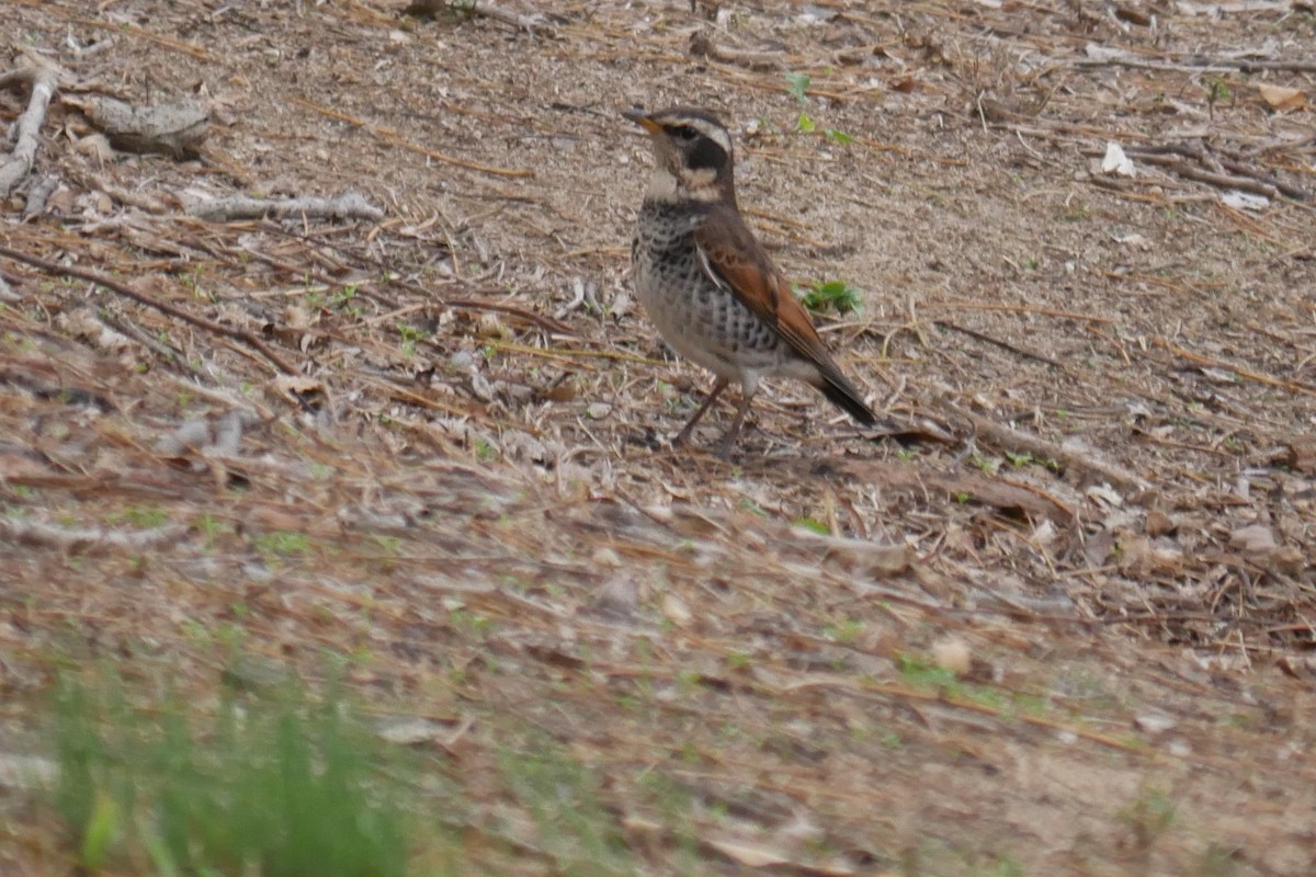 Dusky Thrush - ML299839871