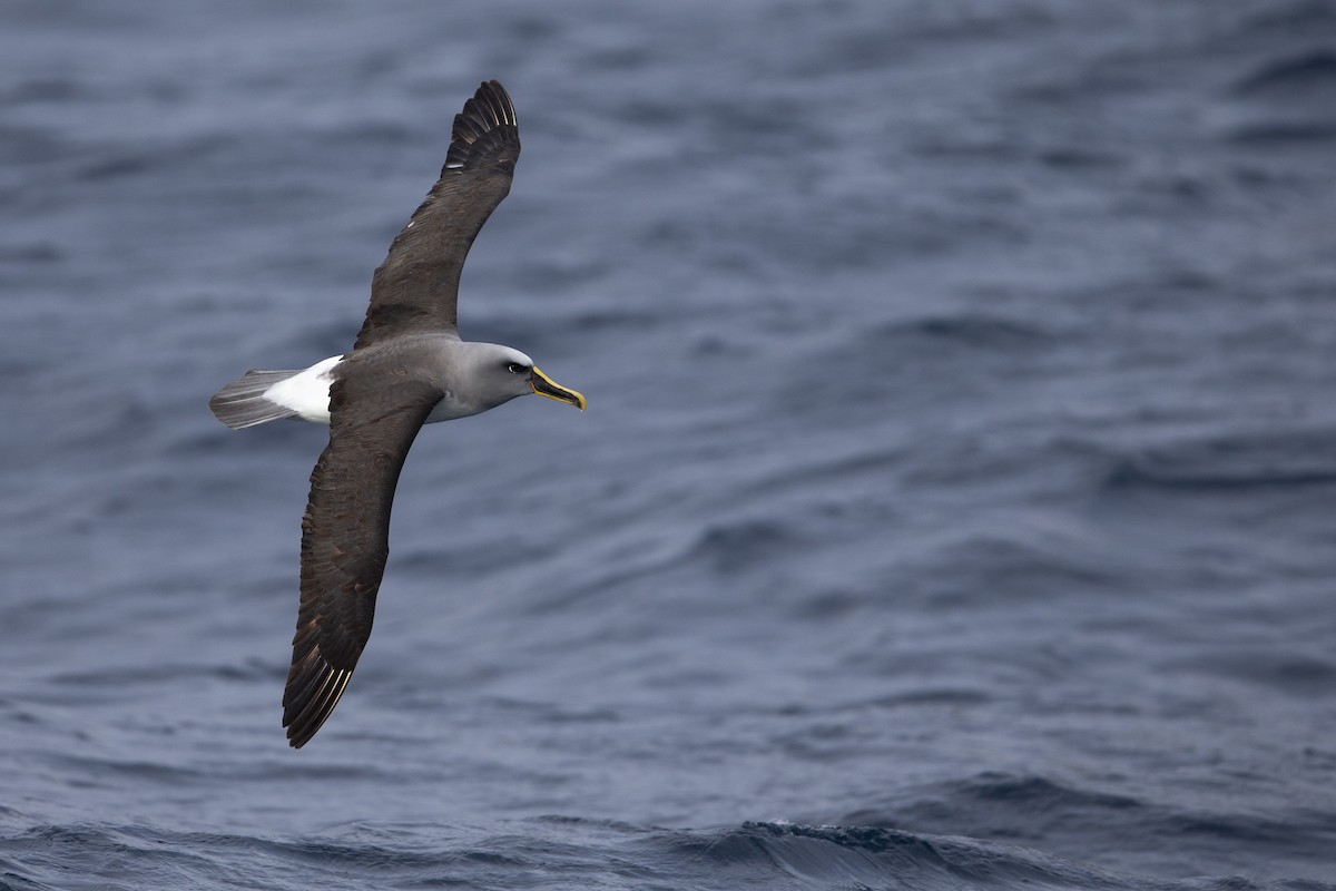 Buller's Albatross - ML299840041