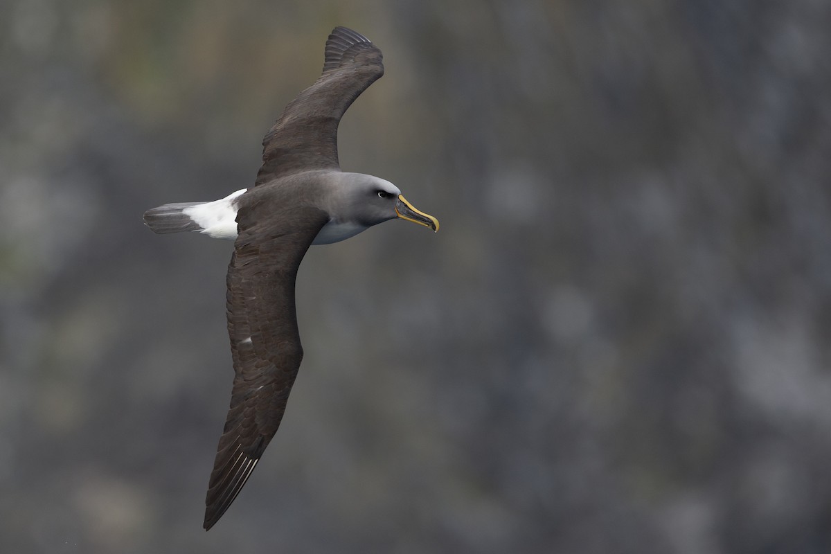 Buller's Albatross - ML299840051