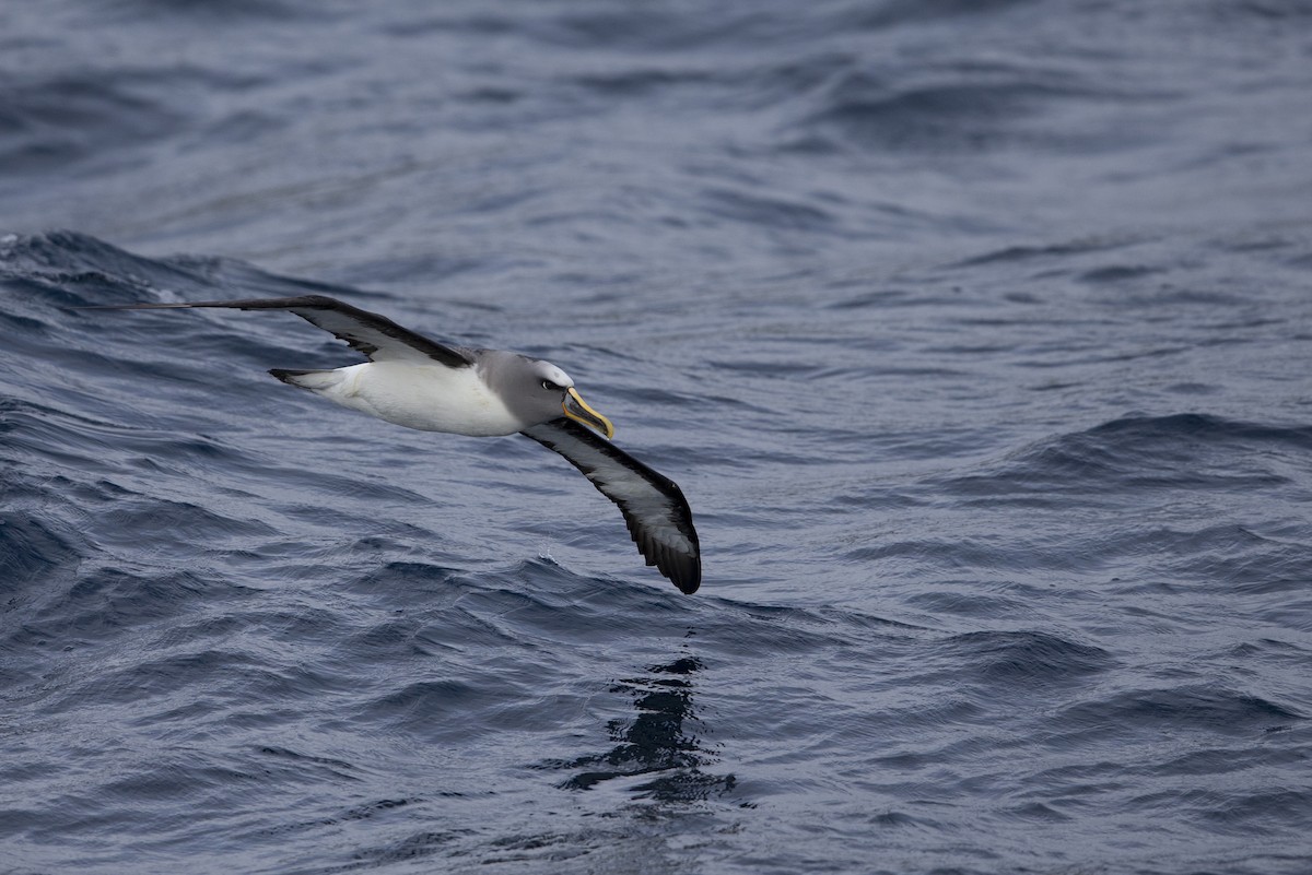 Buller's Albatross - ML299840061