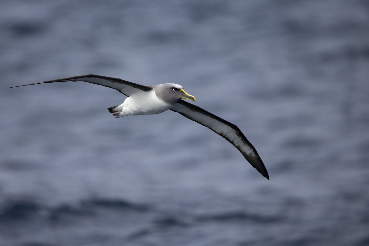 Buller's Albatross - ML299840071