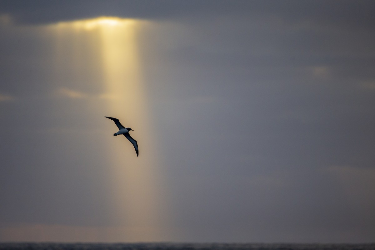 Buller's Albatross - ML299840081