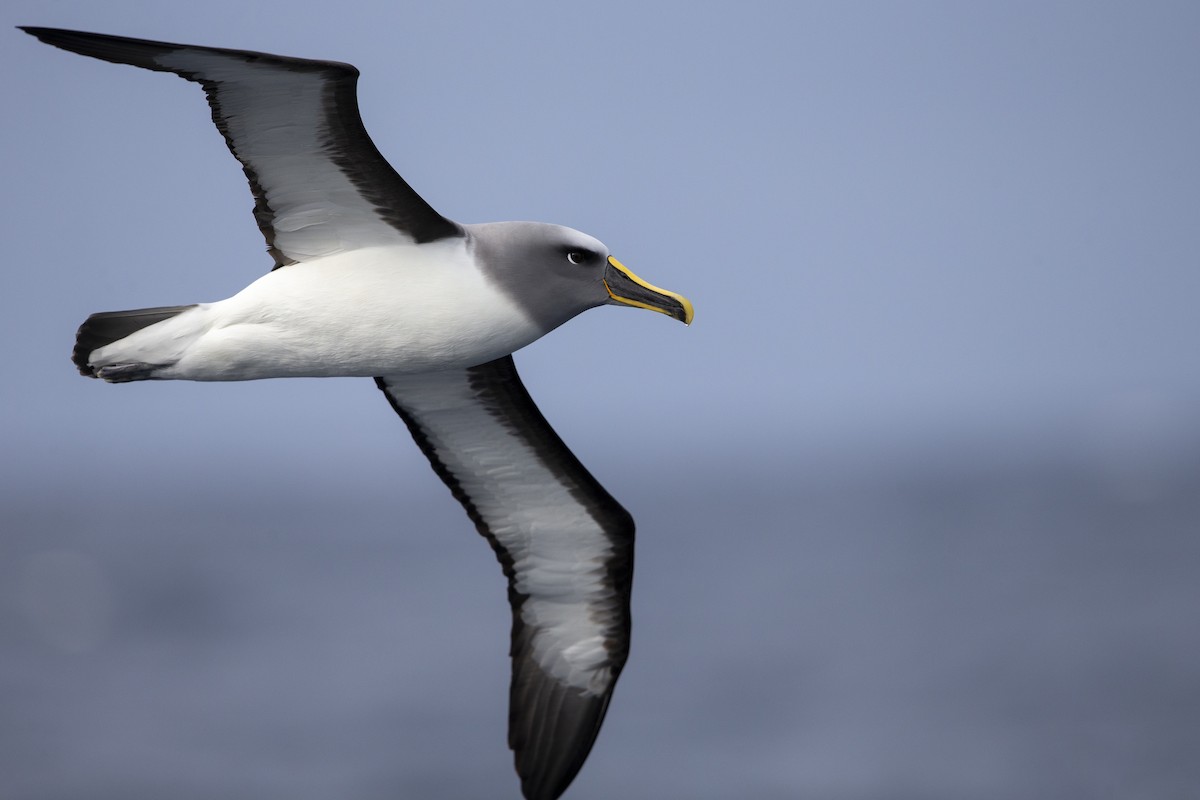 Buller's Albatross - ML299840091