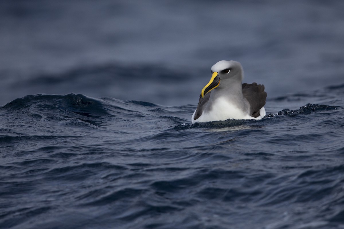 Buller's Albatross - ML299840101