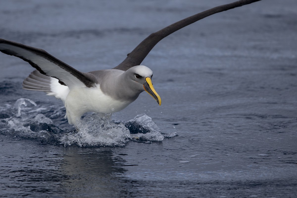 Buller's Albatross - ML299840111