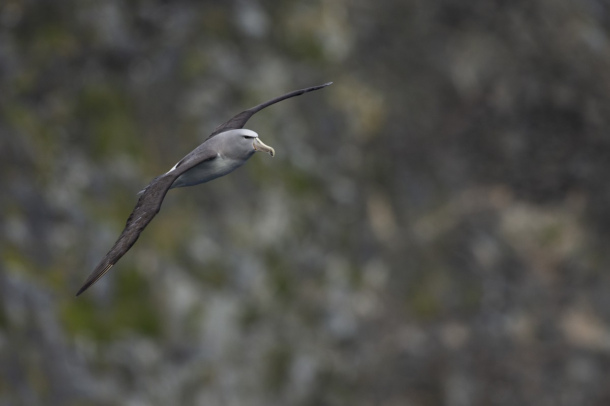 Salvin's Albatross - ML299840261