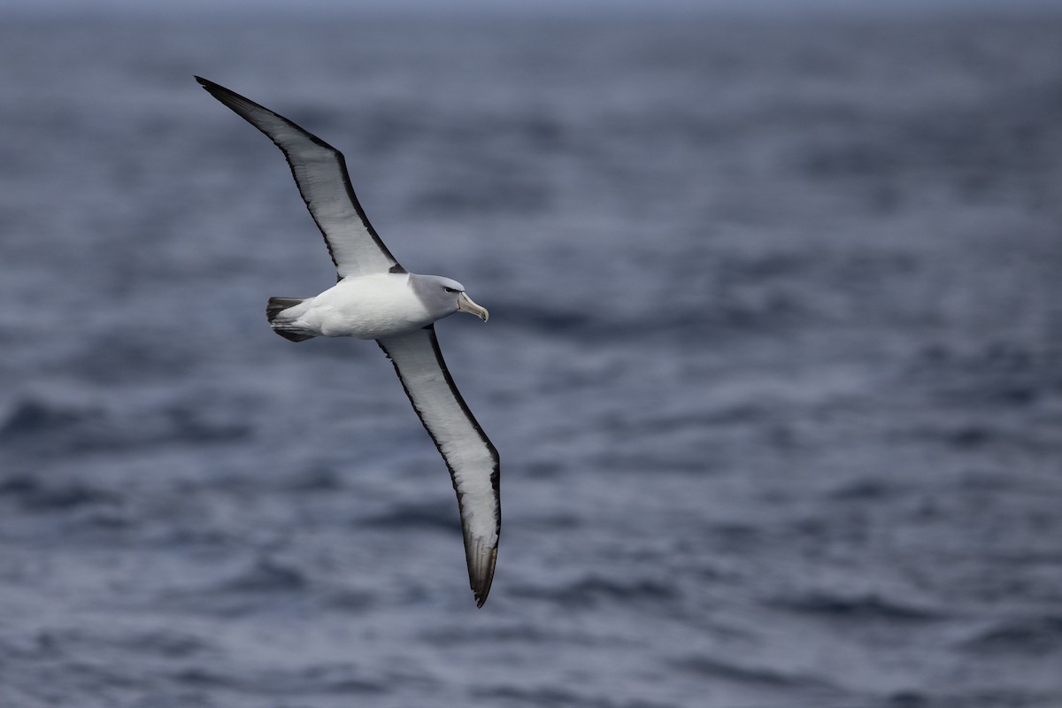 Salvin's Albatross - Michael Stubblefield