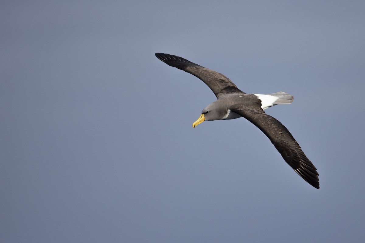 Chatham Albatross - ML299840301