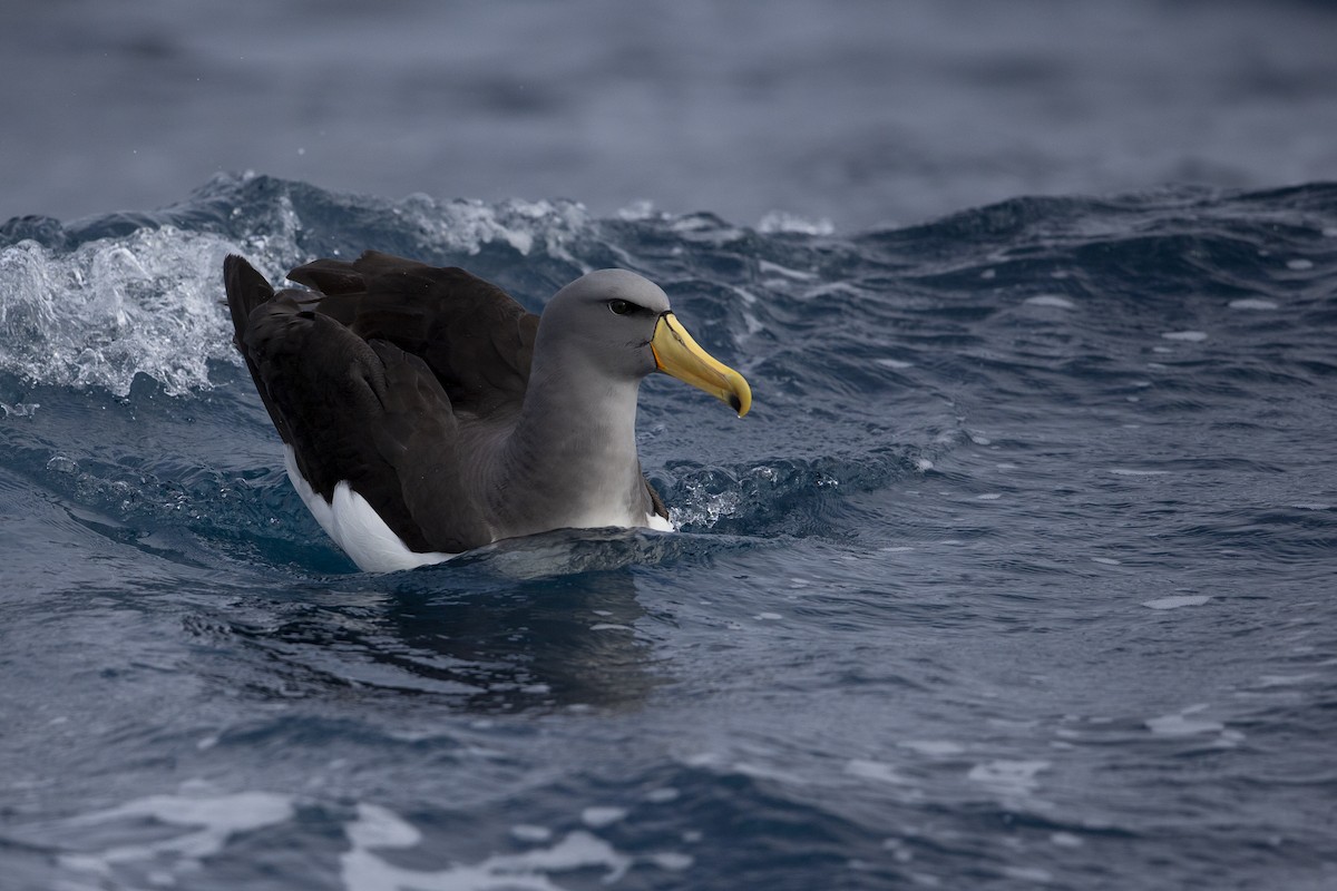 Chatham Albatross - ML299840321