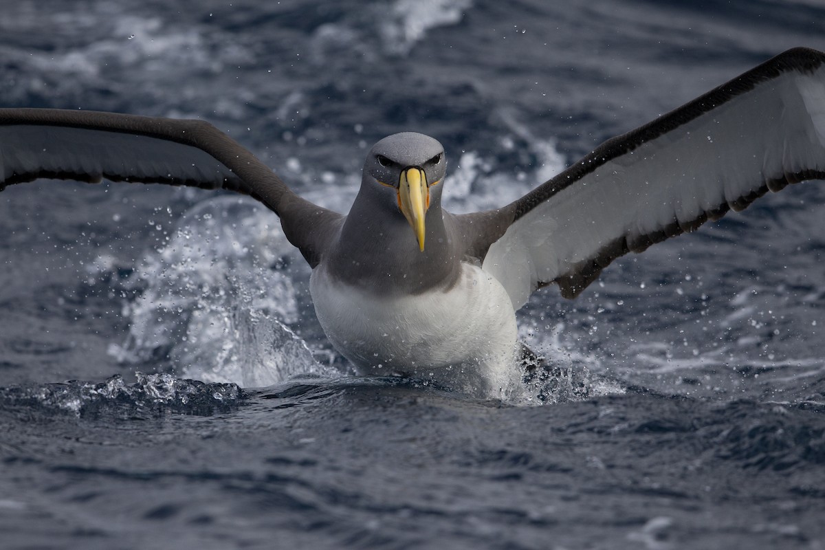 Chatham Albatross - ML299840331