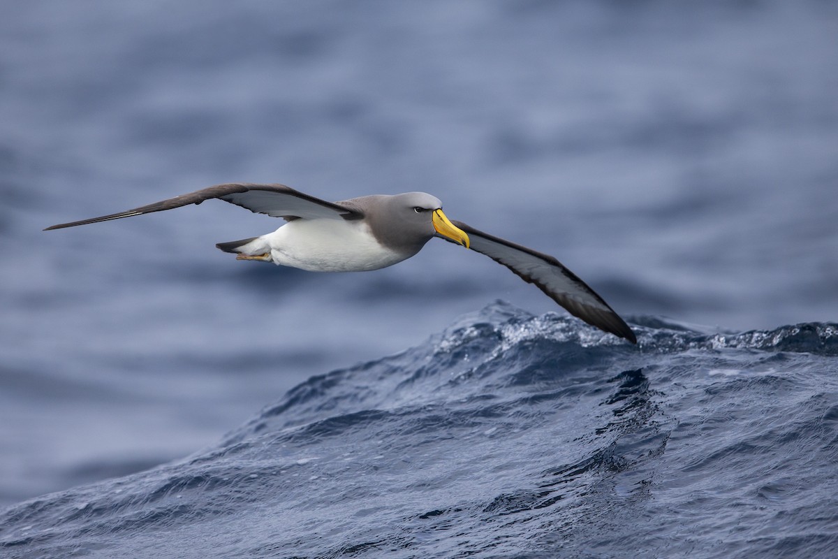 Chatham Albatross - Michael Stubblefield