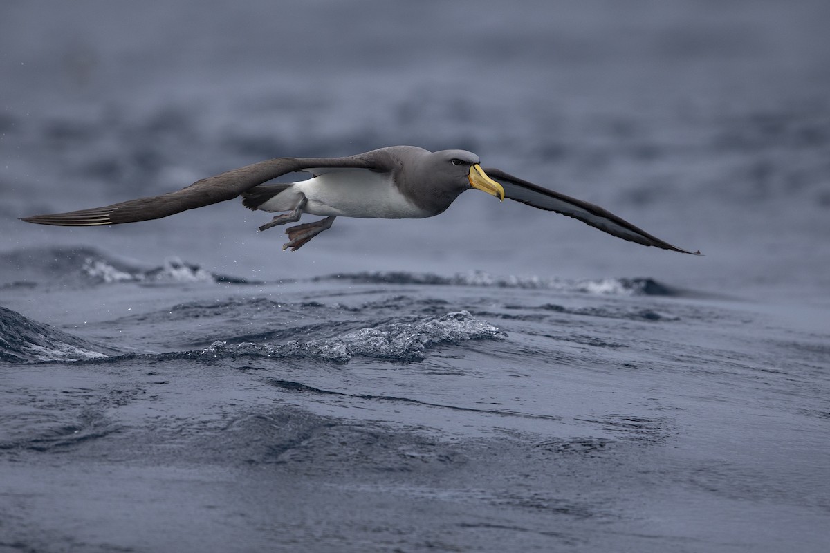 Chatham Albatross - ML299840361