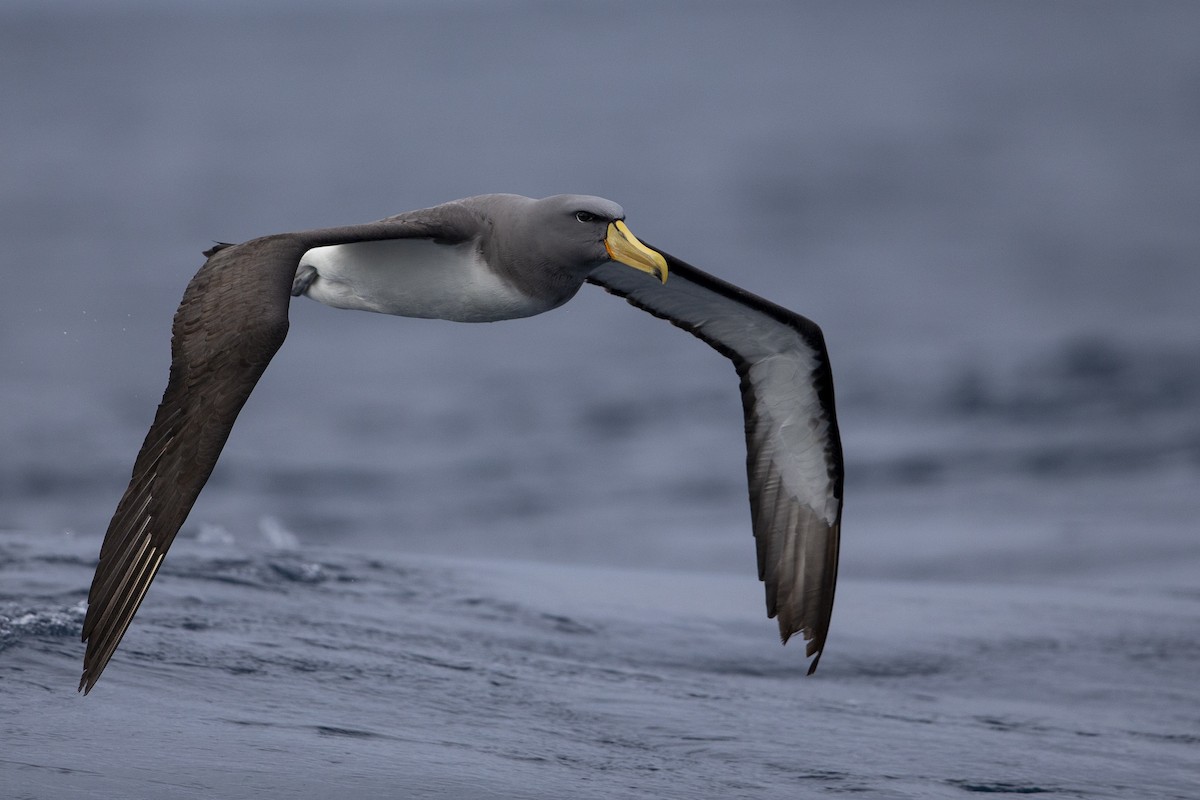 Chatham Albatross - ML299840381