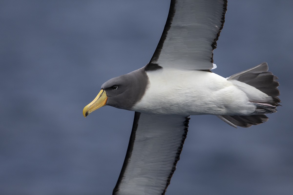 Chatham Albatross - ML299840401