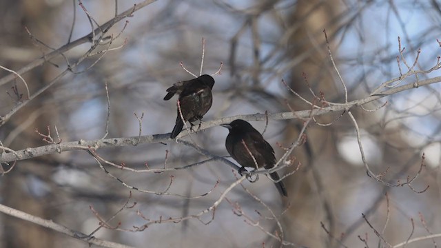 Common Grackle - ML299841691