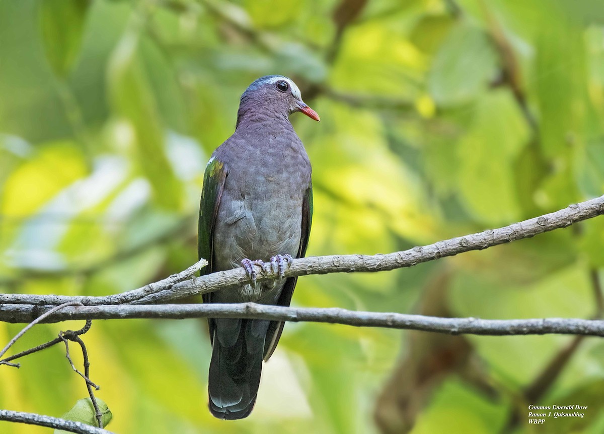 Asian Emerald Dove - Ramon Quisumbing