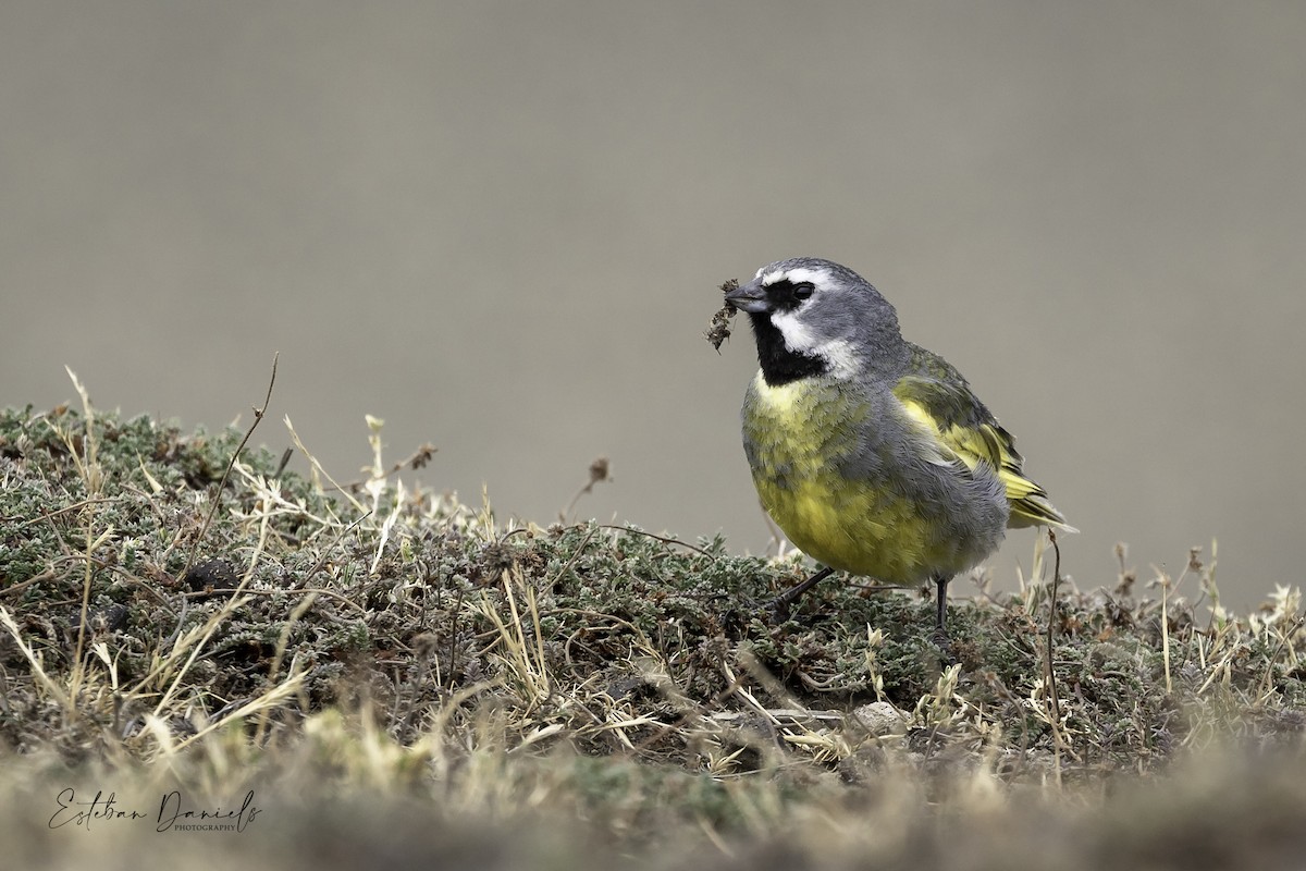 White-bridled Finch - Esteban Daniels