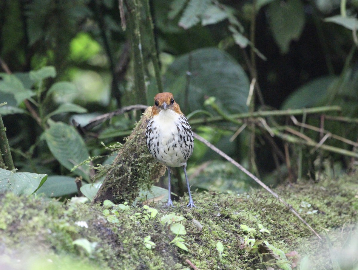 Chestnut-crowned Antpitta - ML299844791