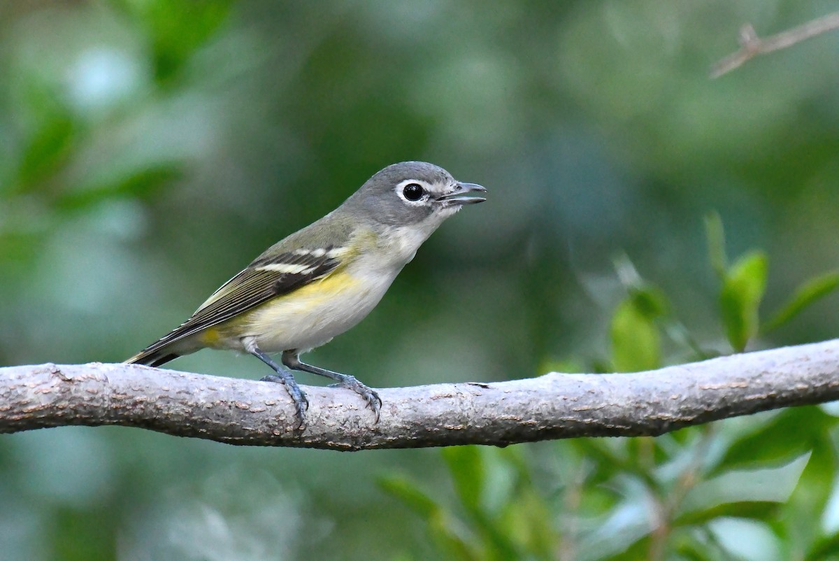 Blue-headed Vireo - ML299845121