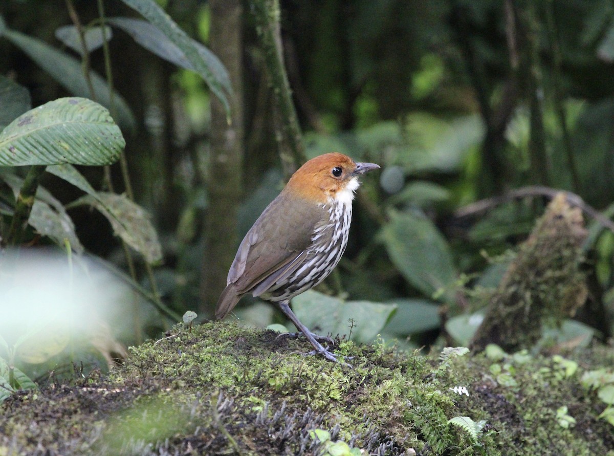 Chestnut-crowned Antpitta - ML299845301