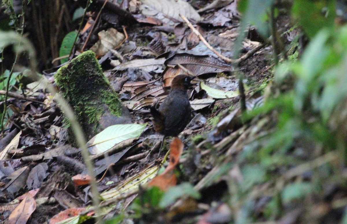 Rufous-breasted Antthrush - ML299845391