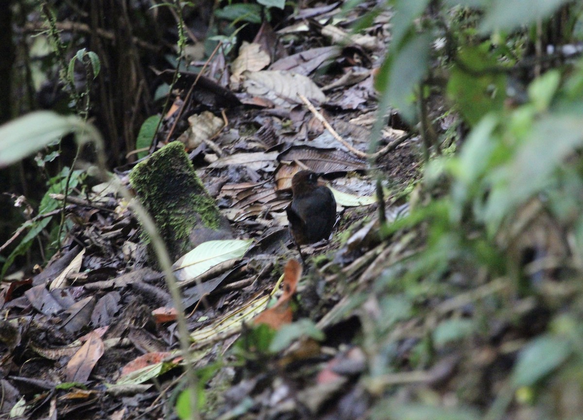 Rufous-breasted Antthrush - ML299845441