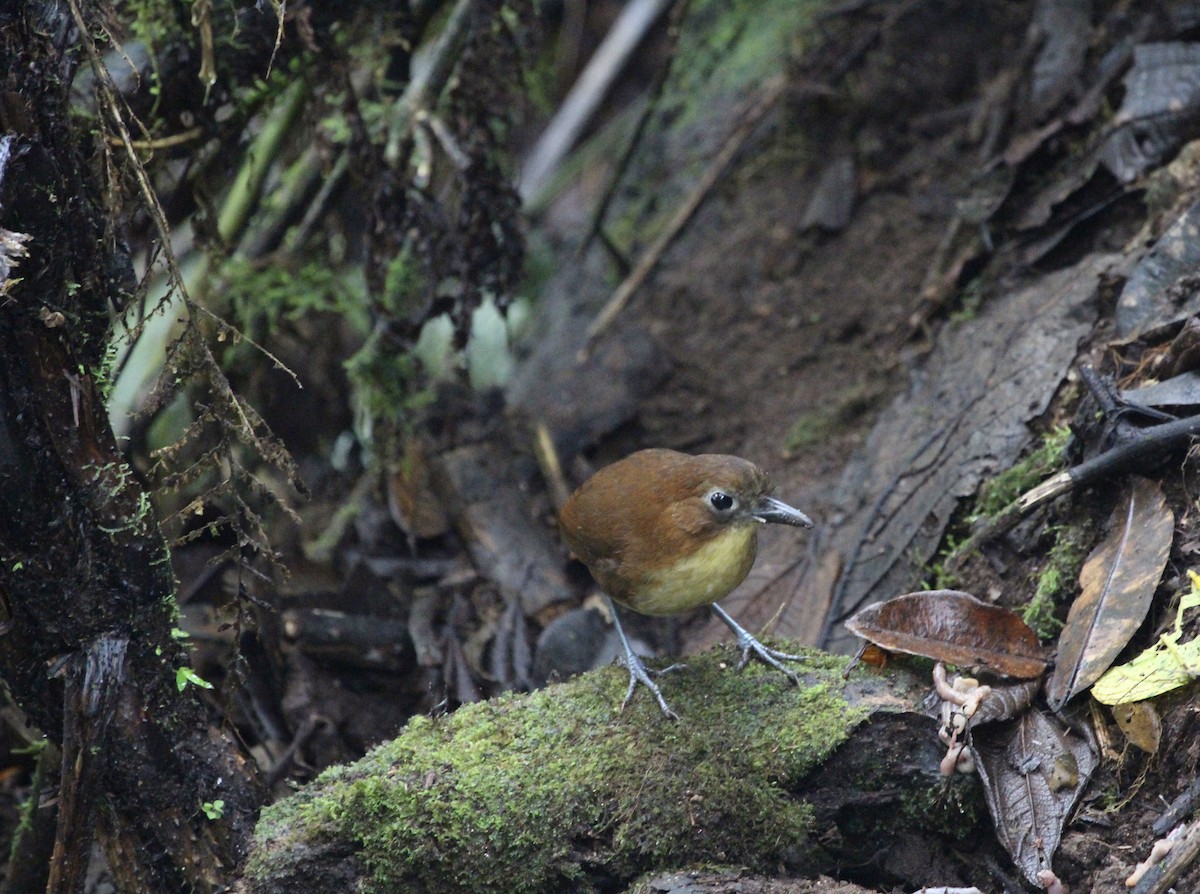 Yellow-breasted Antpitta - ML299845781