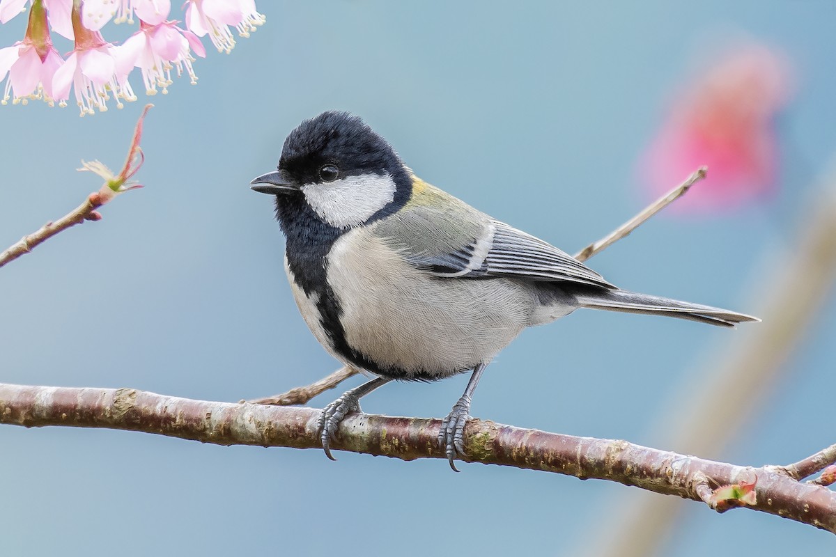 Japanese Tit - ML299846021