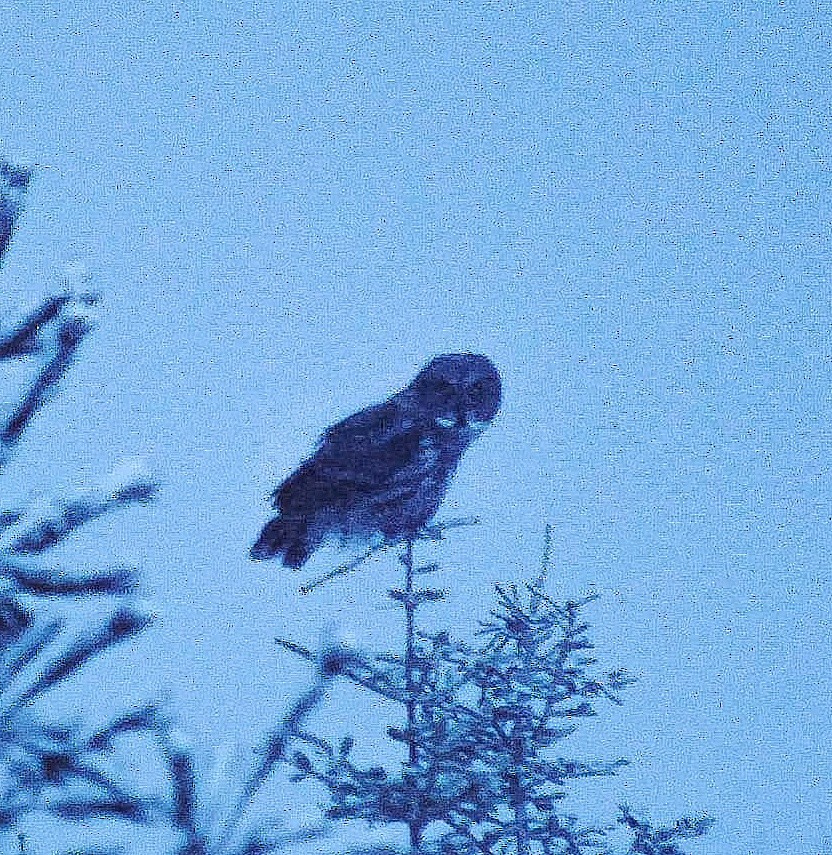 Great Gray Owl - ML299846611