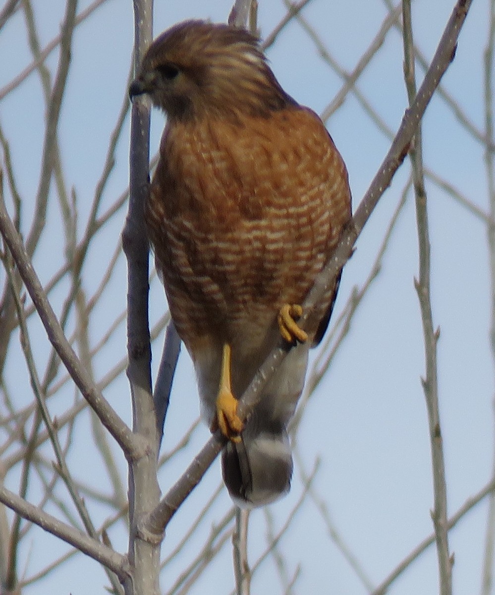 Red-shouldered Hawk - Mark Haas