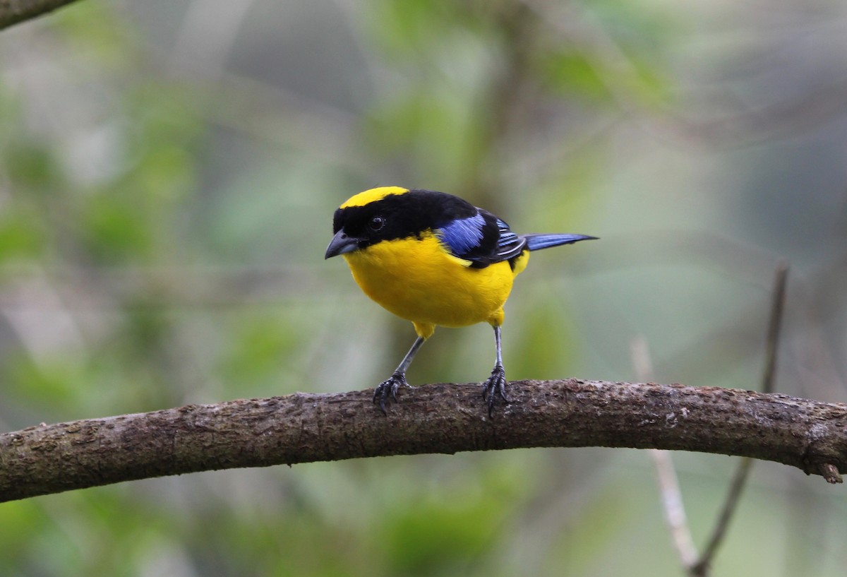 Blue-winged Mountain Tanager - ML299846951