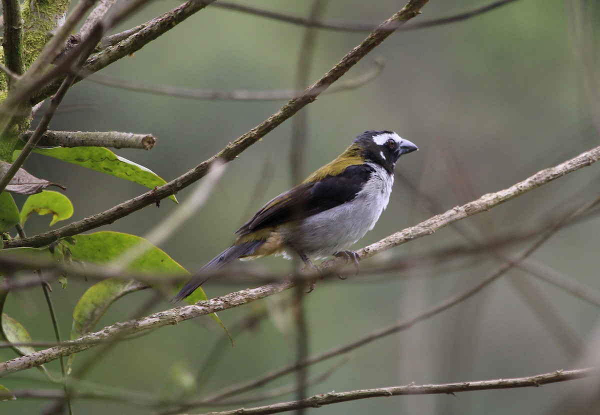 Black-winged Saltator - ML299847641