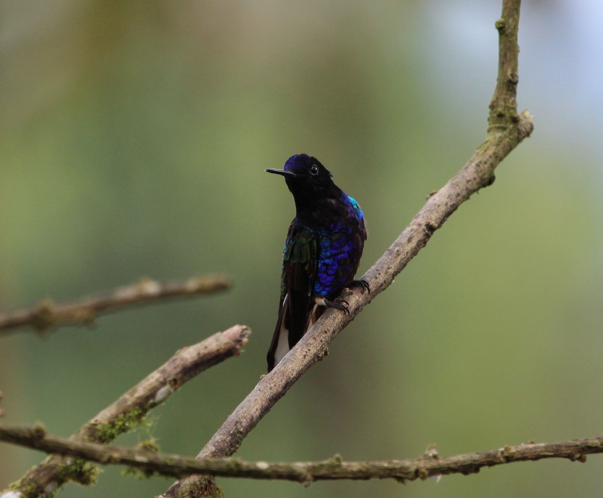 Velvet-purple Coronet - ML299847731