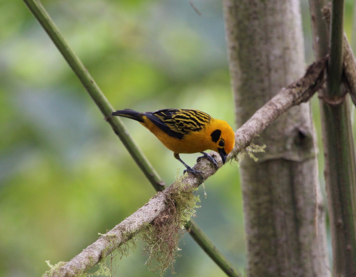 Golden Tanager - ML299848111