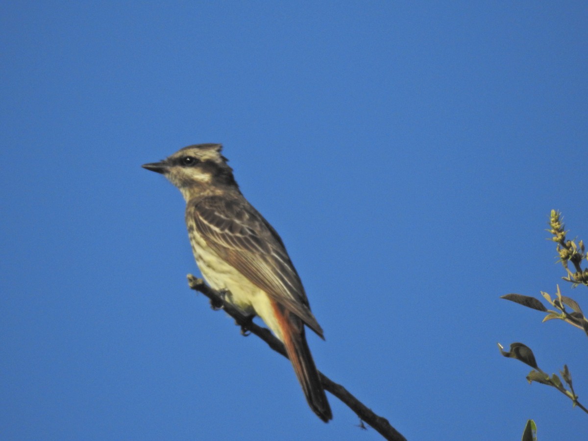 Variegated Flycatcher - ML299848321