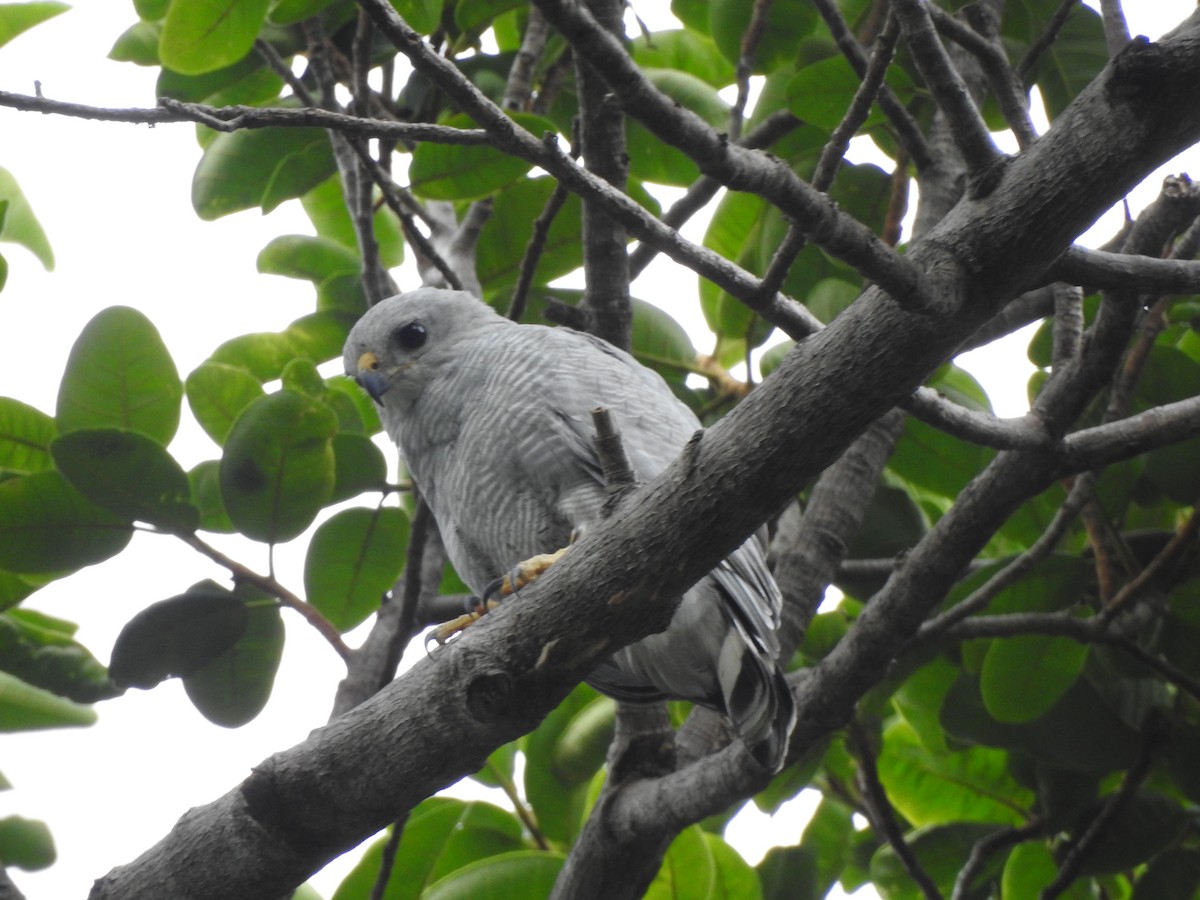 Gray-lined Hawk - ML299849491