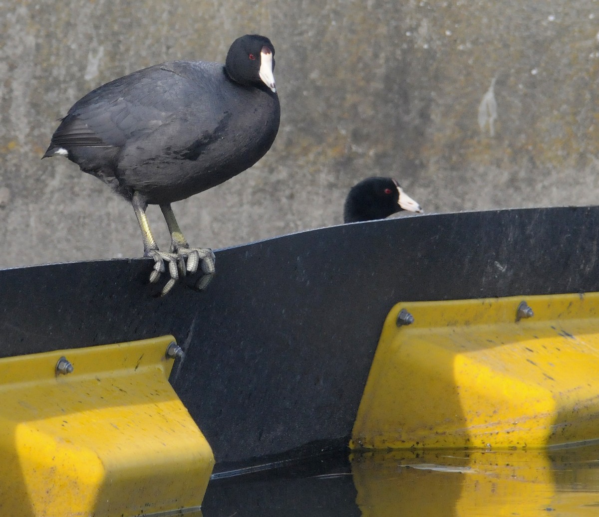 American Coot - Steven Mlodinow