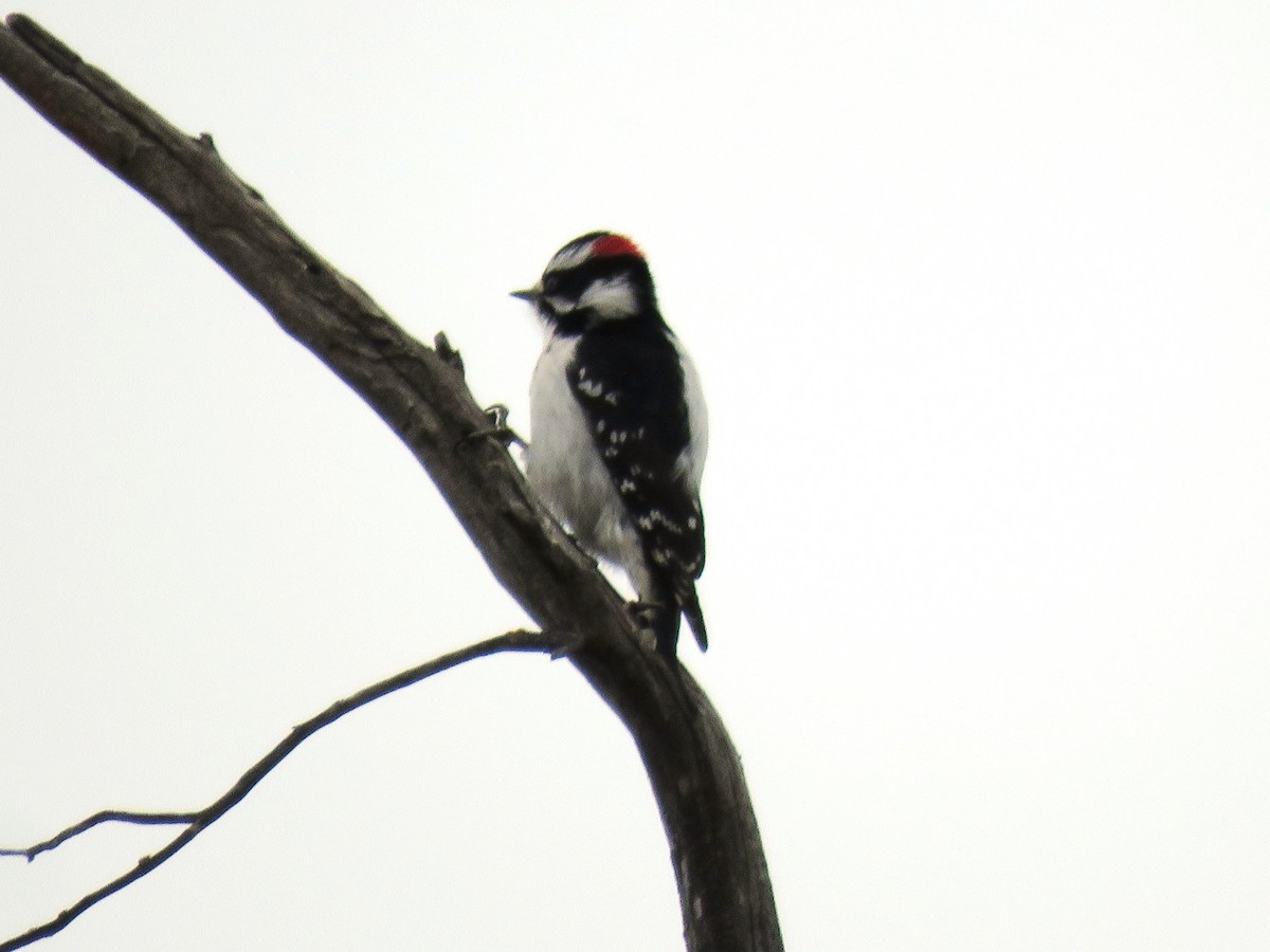 Downy Woodpecker - ML299862101
