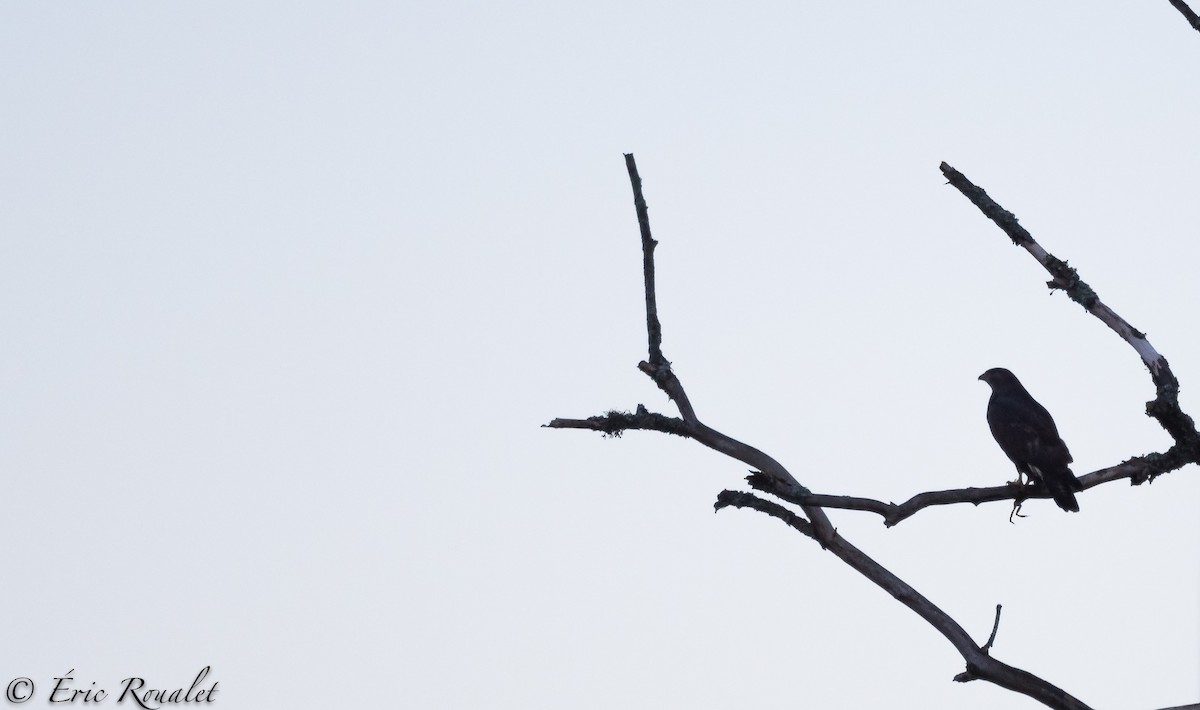 Common Buzzard (Western) - ML299863171