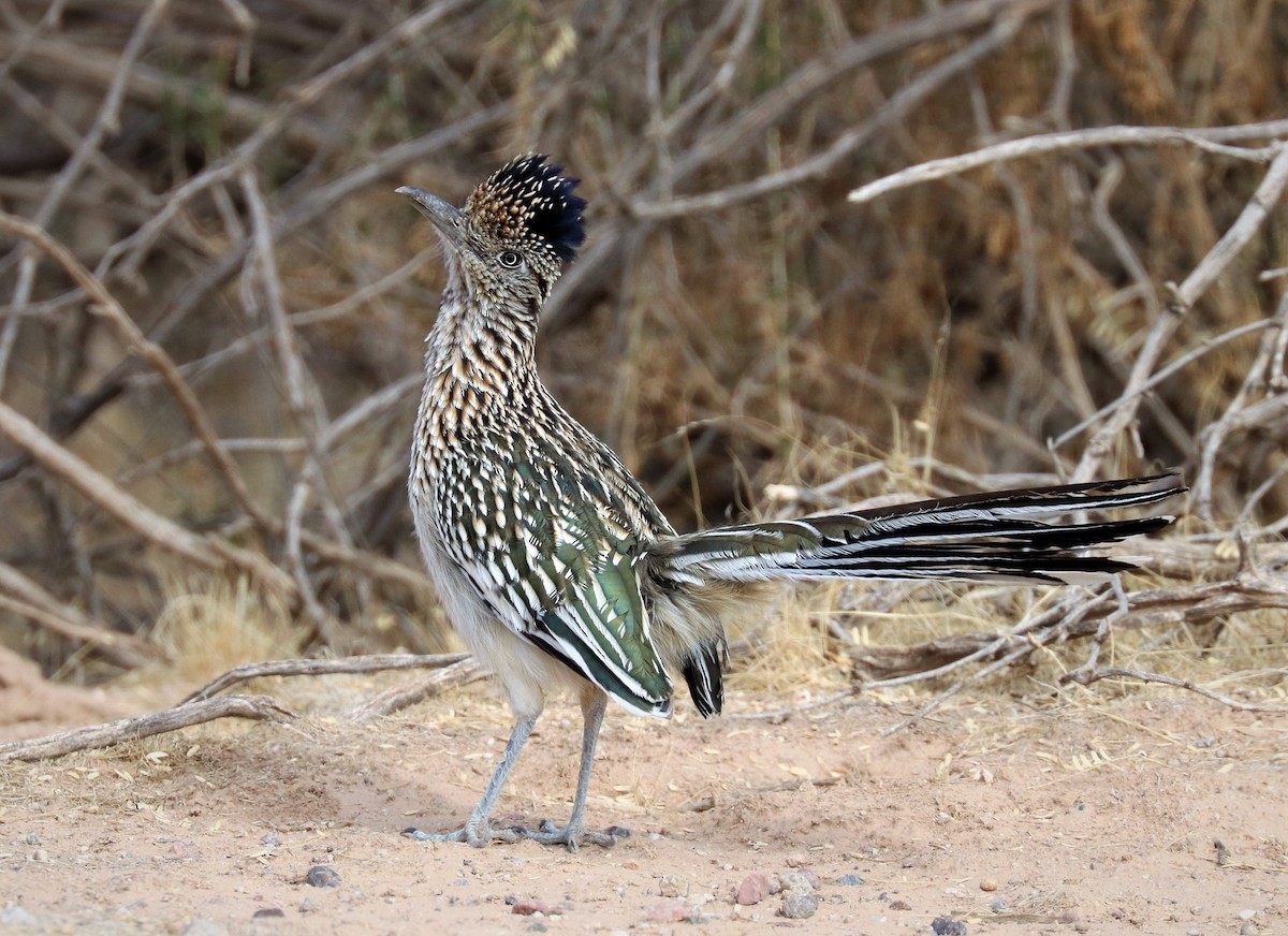 Greater Roadrunner - Renee Frederick