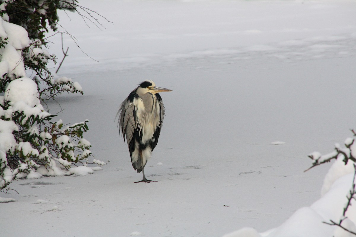 Gray Heron - ML299863811