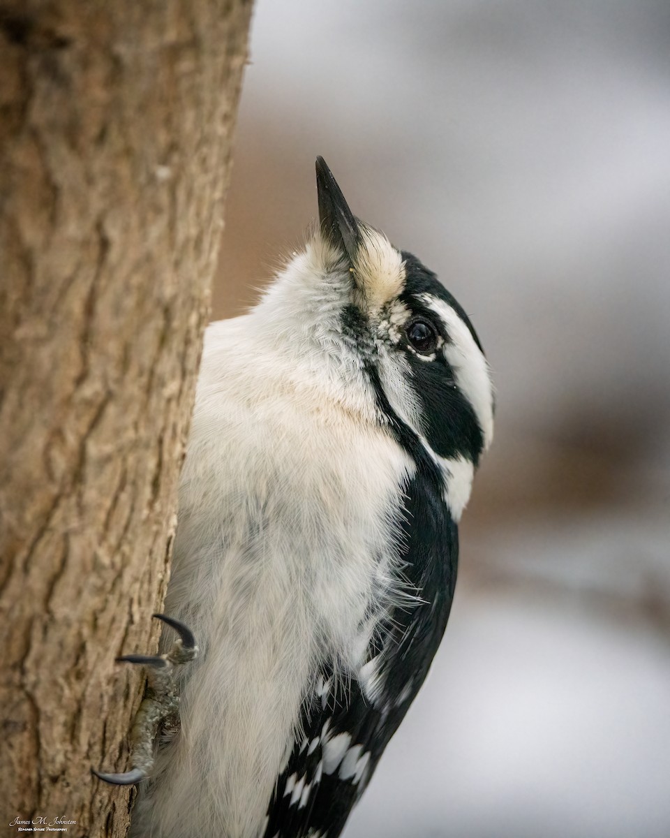 Downy Woodpecker - ML299863931