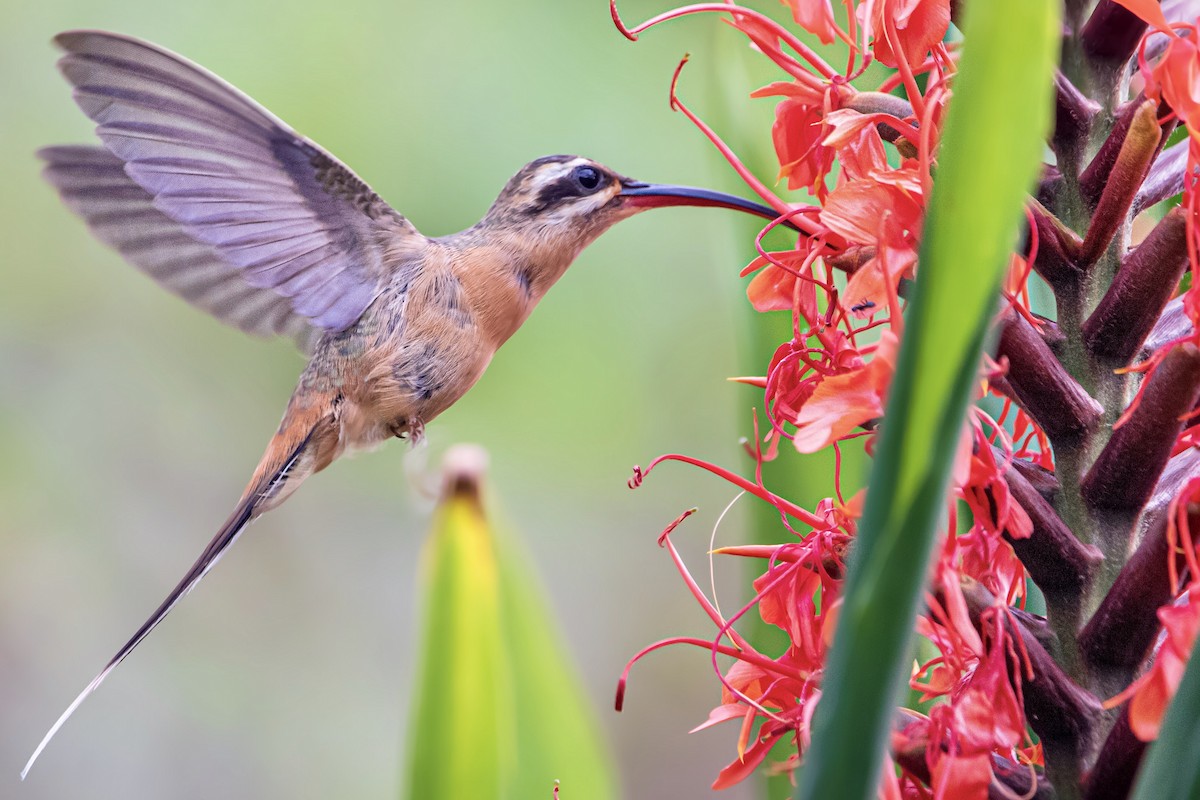 Planalto Hermit - Thiago Antunes