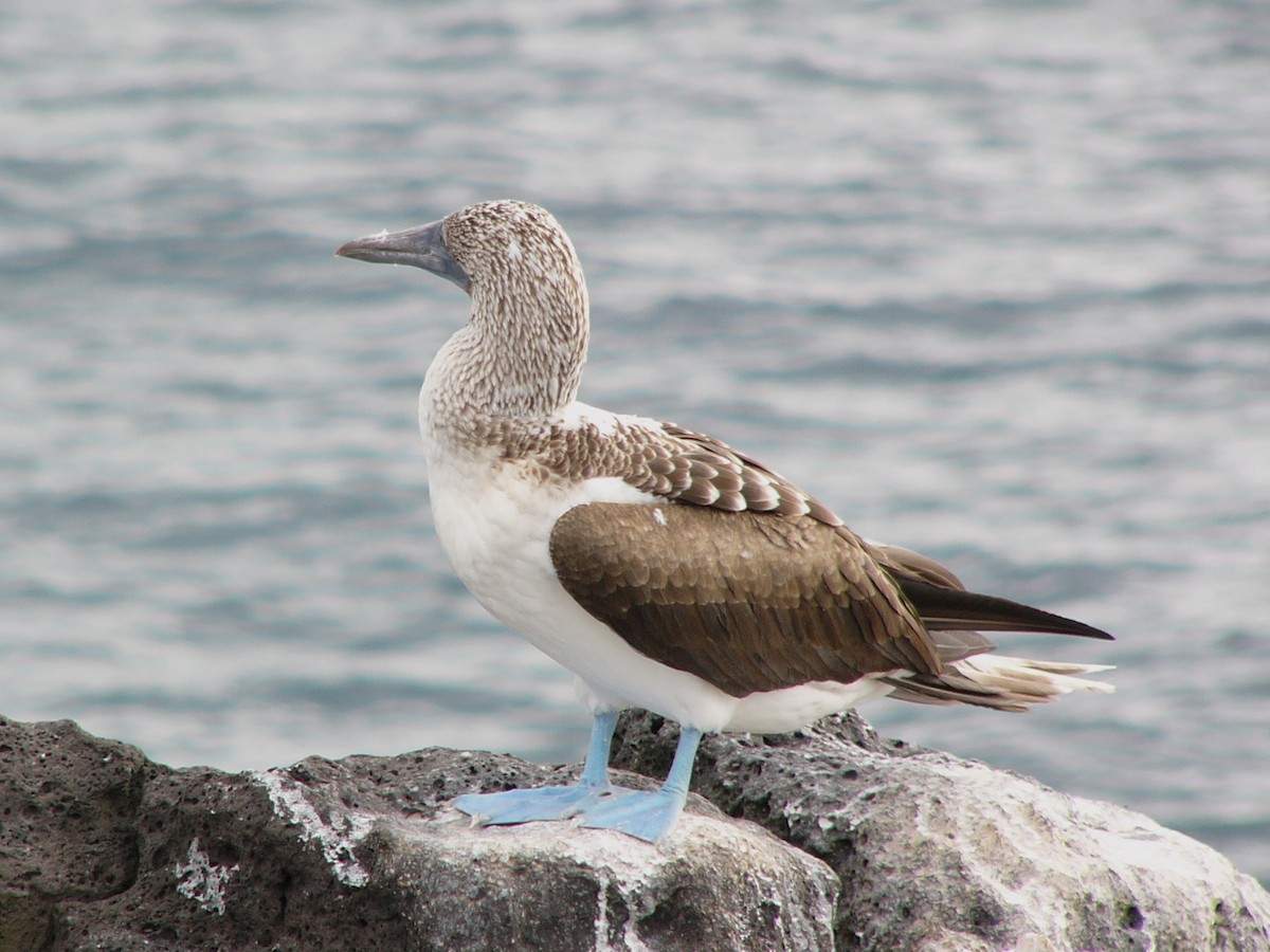 Blue-footed Booby - Gerd Schön