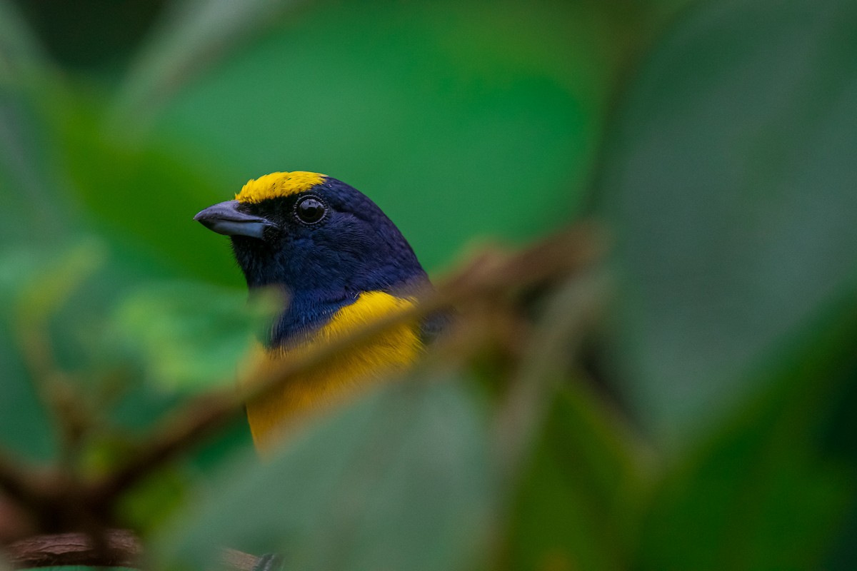 Spot-crowned Euphonia - ML299865471