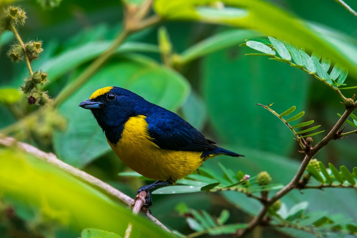 Spot-crowned Euphonia - ML299865521