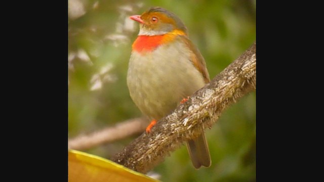 Cotinga cordon-rouge - ML299865551