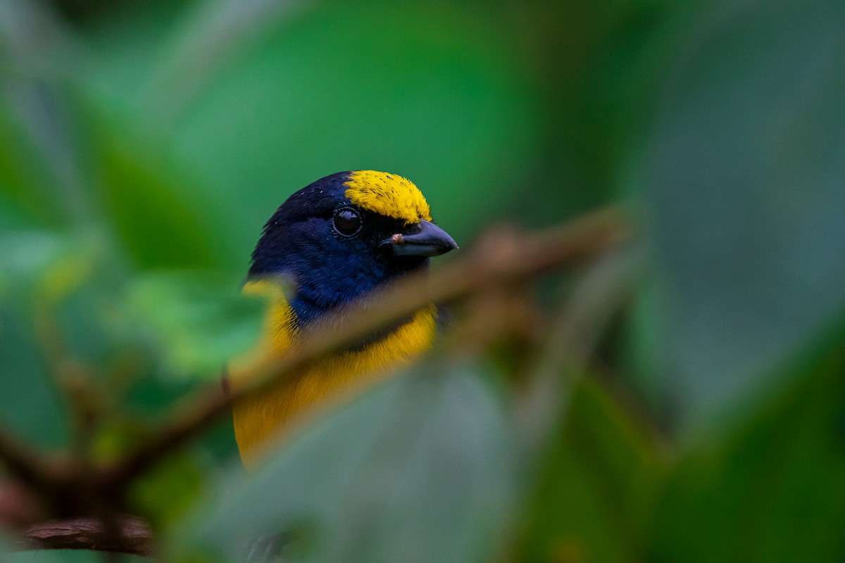 Spot-crowned Euphonia - ML299865751