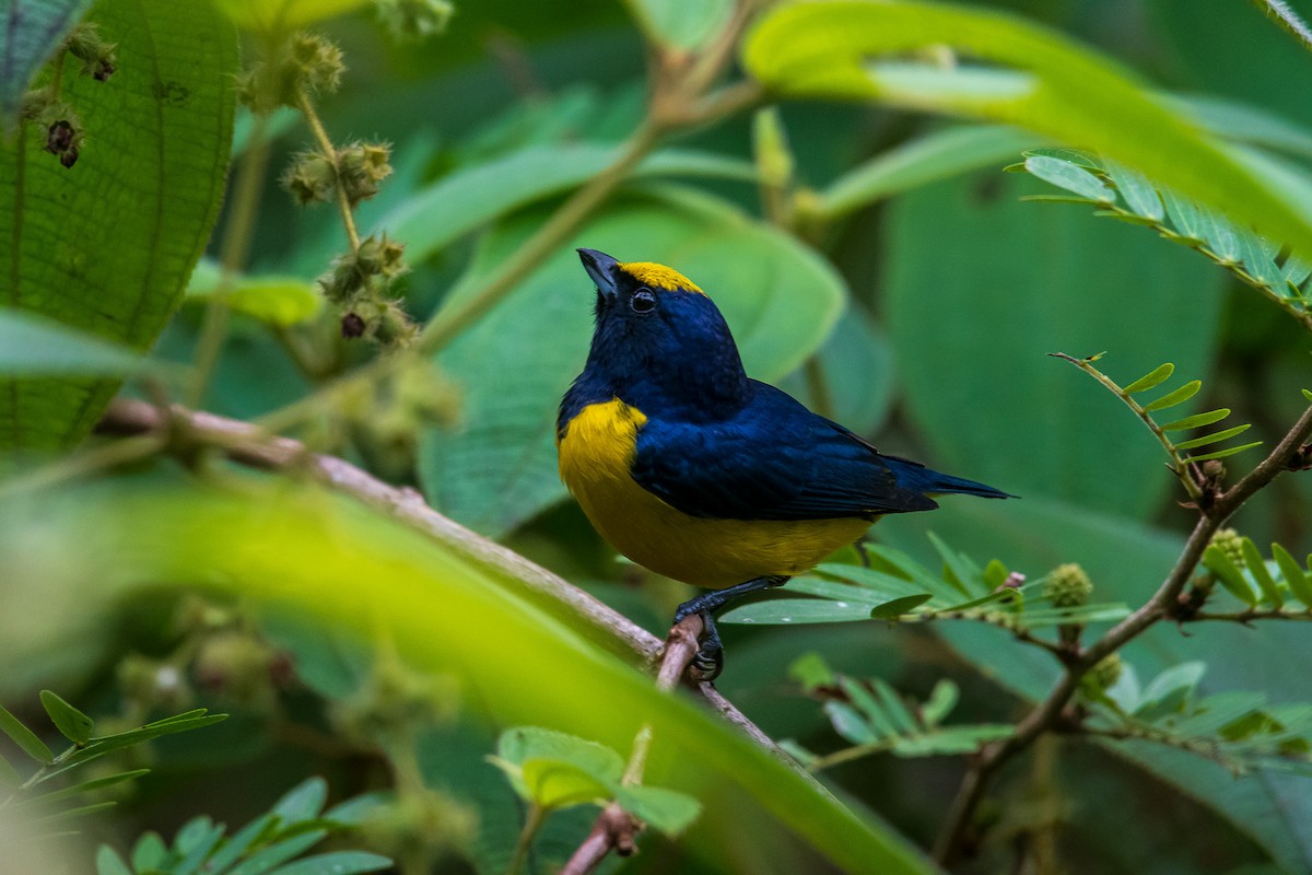 Spot-crowned Euphonia - ML299865841