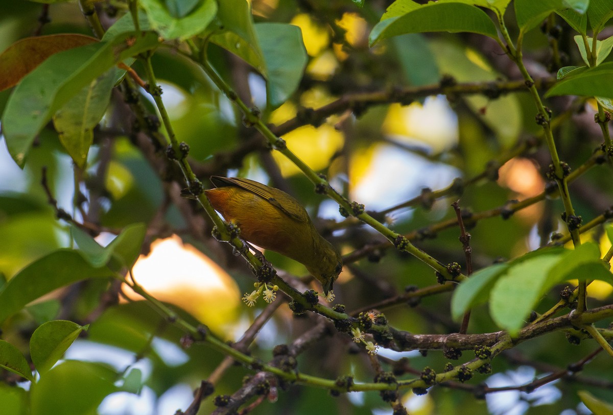 Spot-crowned Euphonia - ML299865861